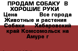ПРОДАМ СОБАКУ  В ХОРОШИЕ РУКИ  › Цена ­ 4 000 - Все города Животные и растения » Собаки   . Хабаровский край,Комсомольск-на-Амуре г.